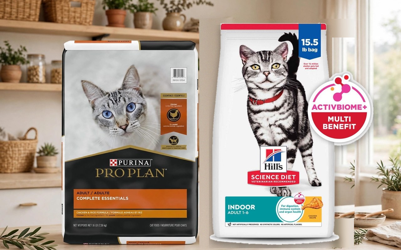 Los ganadores de Comida para gatos: el número uno y la selección destacada de AmRank